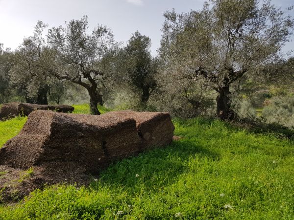 Biozyklisch-veganer Olivenanbau in Griechenland, nahe Kalamata