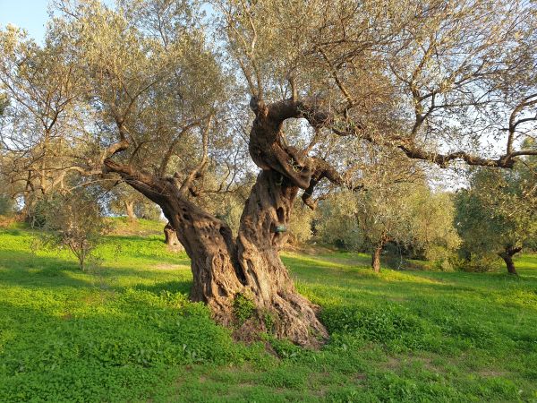 Biozyklisch-veganer Olivenhain in Griechenland, bei Kalamata