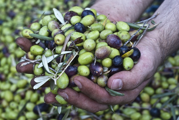 Bio Olivenöl Test 2018 (Stiftung Warentest) und wo du diese Olivenöle kaufen kannst