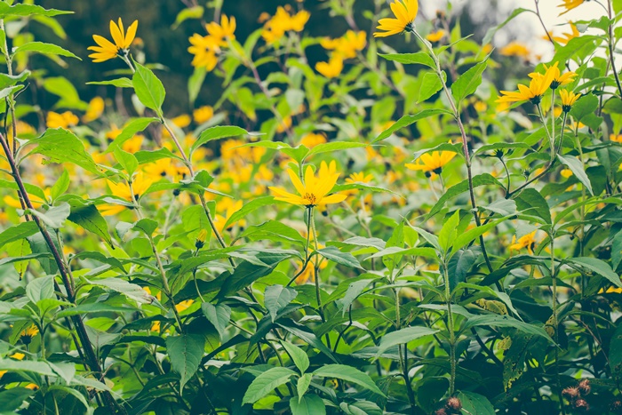 Topinambur blüht wunderschön im Garten, wie kleine Sonnenblumen