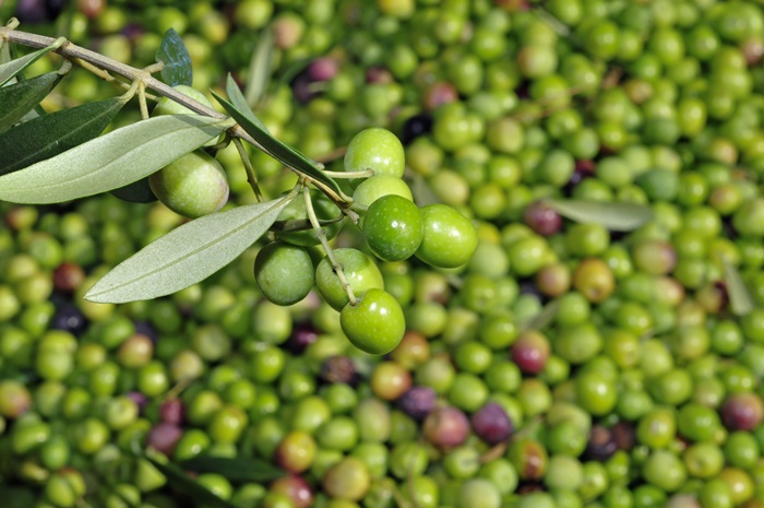 Produktvorstellung: Sortenreines Arbequina Bio-Olivenöl von deortegas aus Spanien