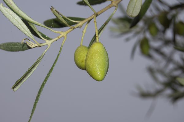 Cornicabra Olive aus Spanien im Morgentau