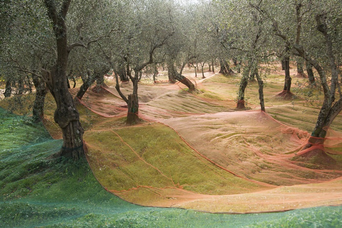 Ausliegende Netze bei der Olivenernte (Ernte von Hand)