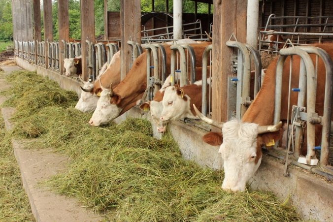 Hinterwälder Rinder in einem Demeter Bauernhof in Süddeutschland, Offenstall