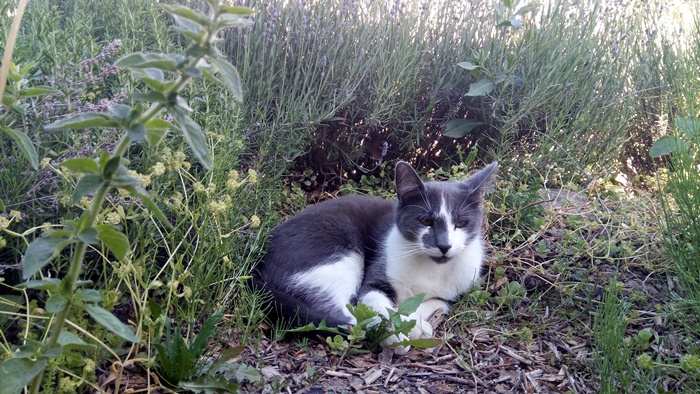 Katze im Permakultur Garten