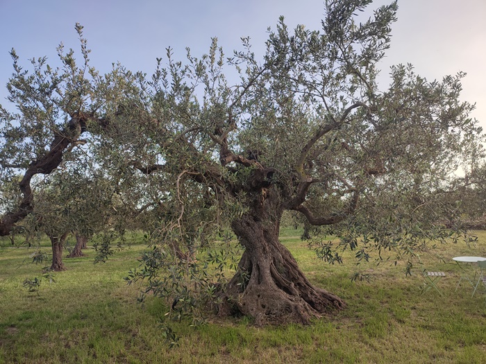 Biologischer Olivenhain in Sizilien, Ernte der Oliven von Hand