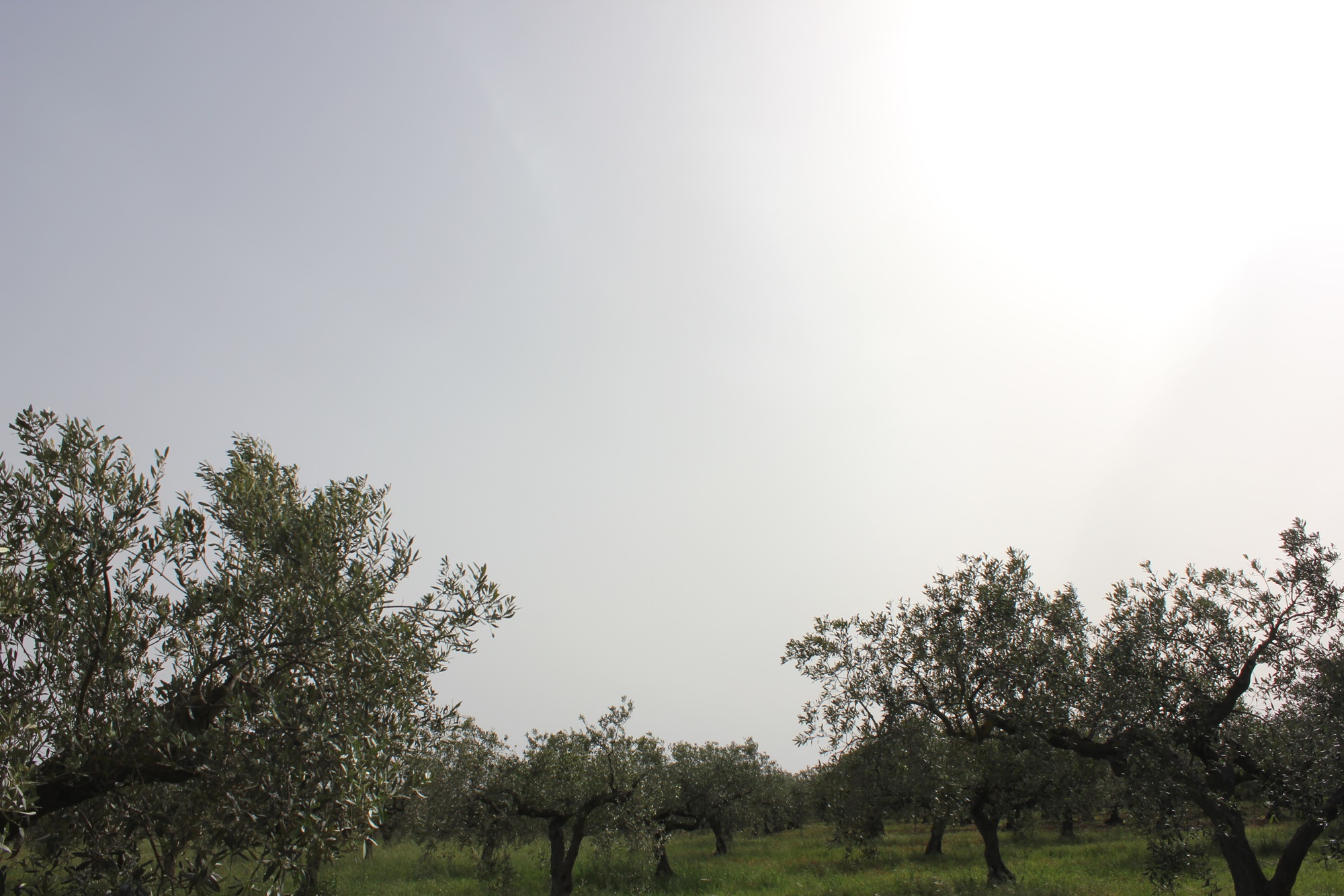 Olienbäume im biozyklisch-veganen Olivenhain in Sizilien (Italien)