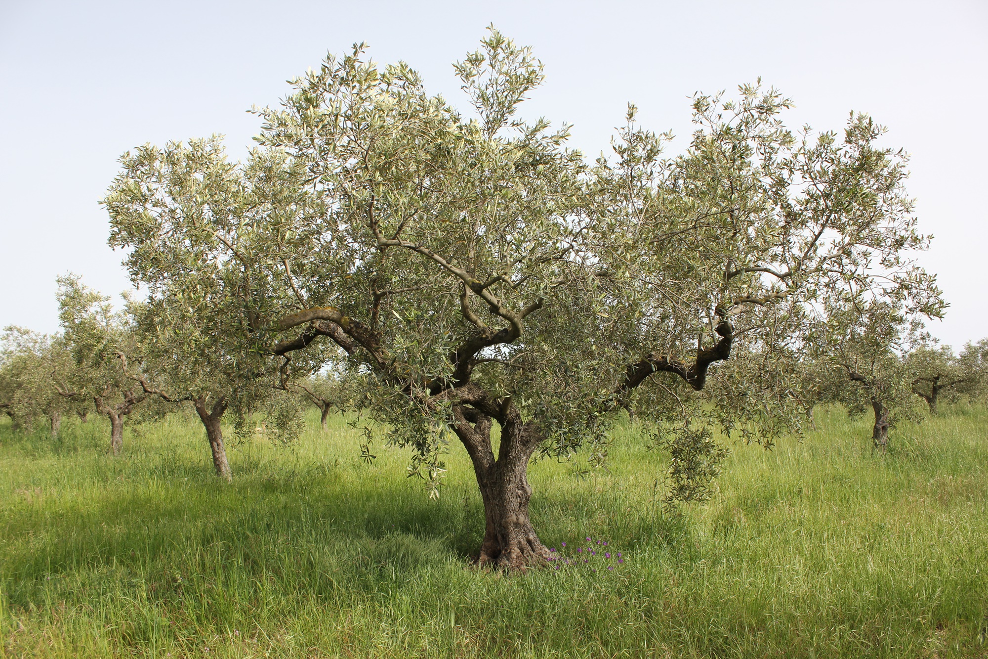 Olivenbaum in Sizilien, biozyklisch-vegan