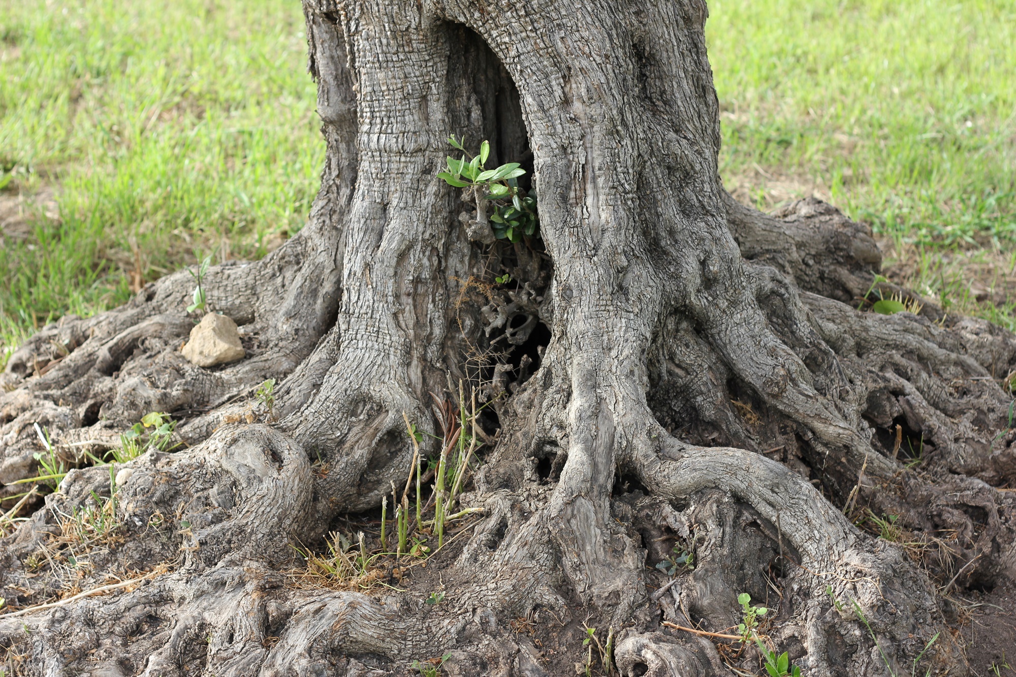 Knorriger Olivenbaum, biozyklisch-veganer Anbau in Sizilien Italien