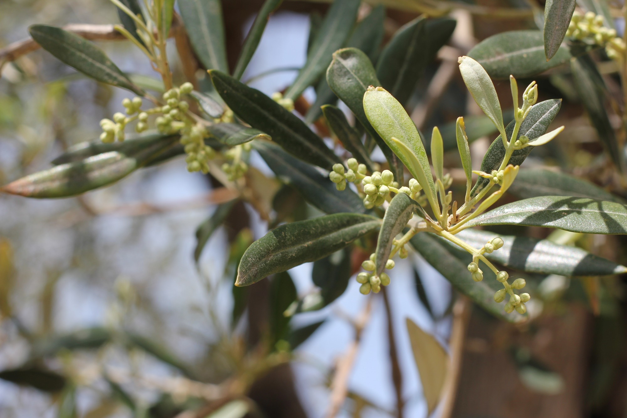 Anfang der Olivenblüte in Sizilien, biozyklisch-vegan
