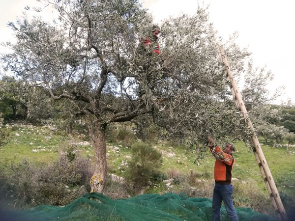  Handernte von Oliven in Italien (Sizilien) für Bio-Olivenöl extra nativ, handgepflückt