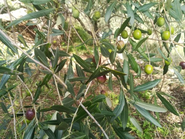 Nocellara del Belice Olive in verschiedenen Reifegraden am Baum, in Sizilien (Italien), Bio Anbau