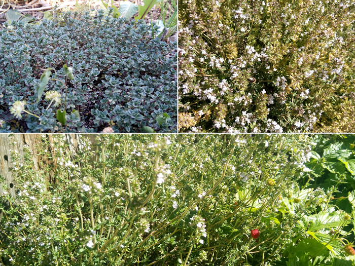 Verschiedene Thymian Pflanzen im Waldgarten Hausgarten