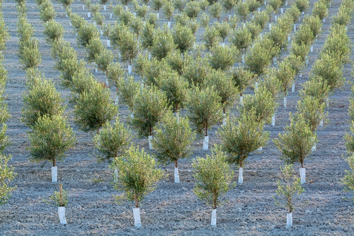Olivenhain in Spanien führt zu Wüstenbildung