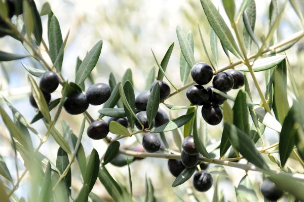 Frantoio Oliven am Baum