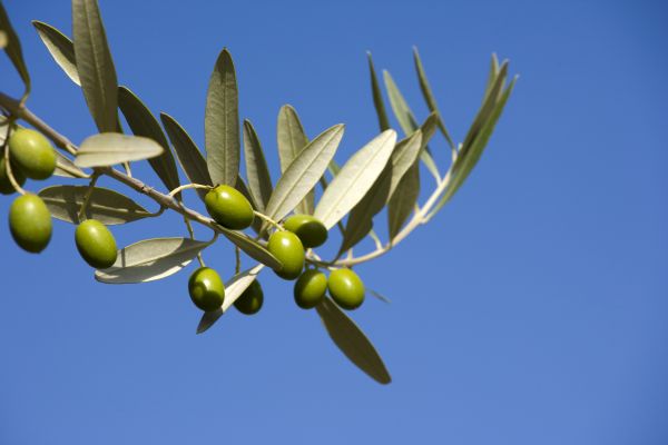 Olivenblätter Form am Baum