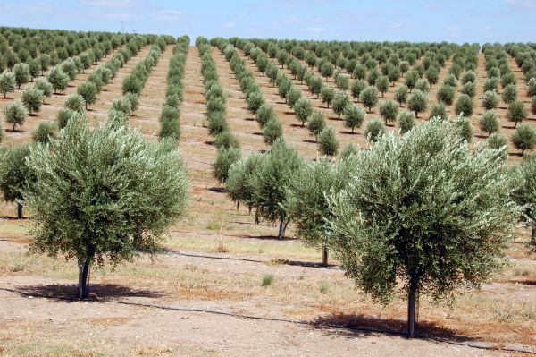  Intensiver Olivenanbau, Monokultur, Wüstenbildung, bewässert