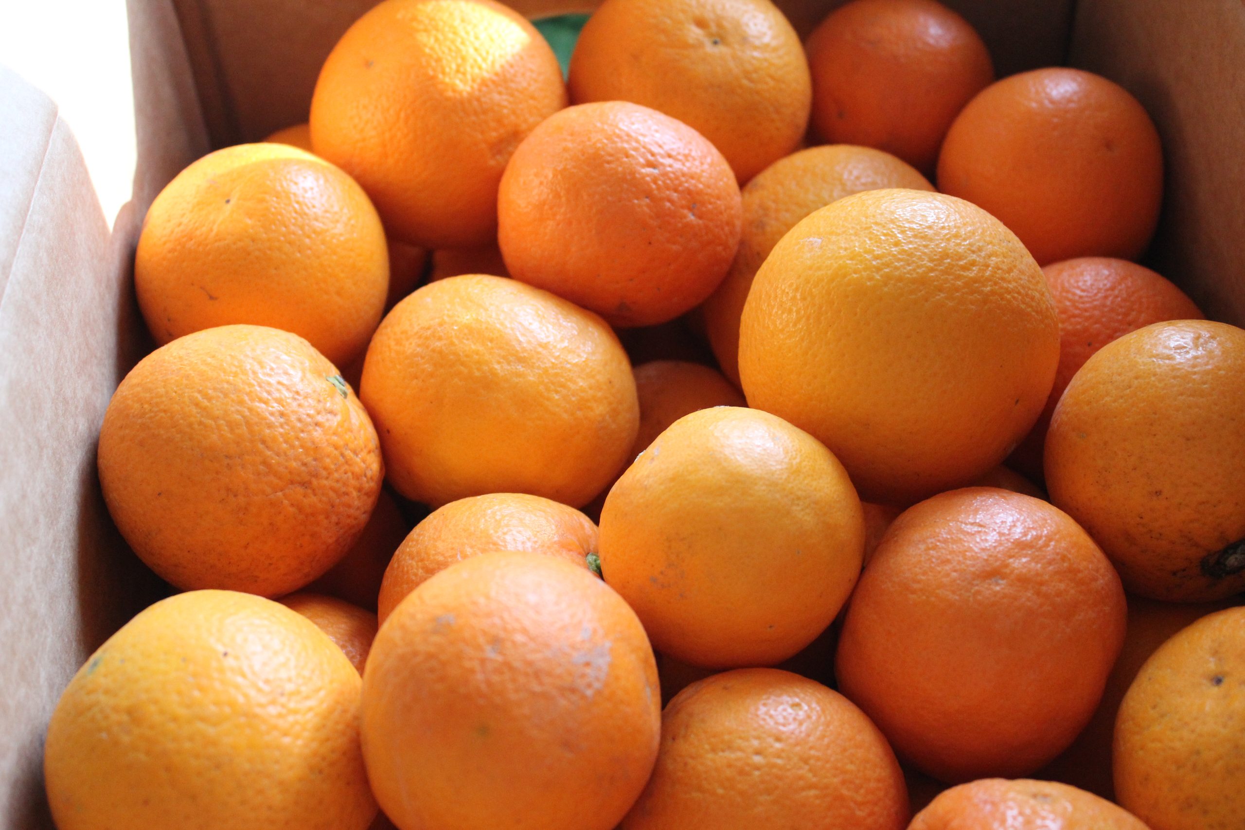 Orangen aus Spanien oder Portugal kaufen und per Paket erhalten