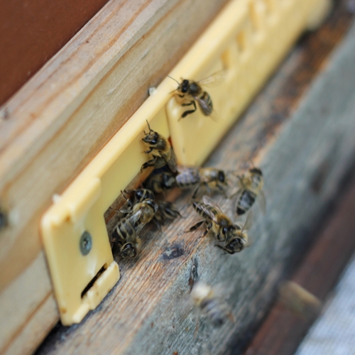 Bienenvolk adoptieren und leckeren Honig erhalten - mehr über Crowdfarming