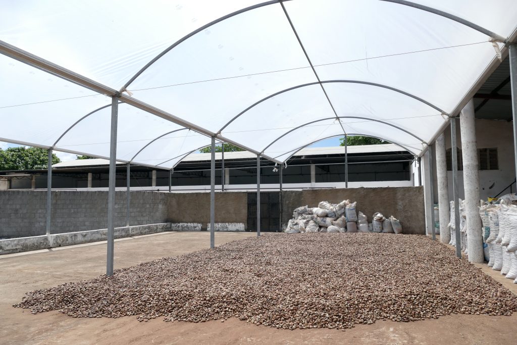 Cashews werden in der Sonne getrocknet (Brasilien), fair gehandelt von einer Kooperative