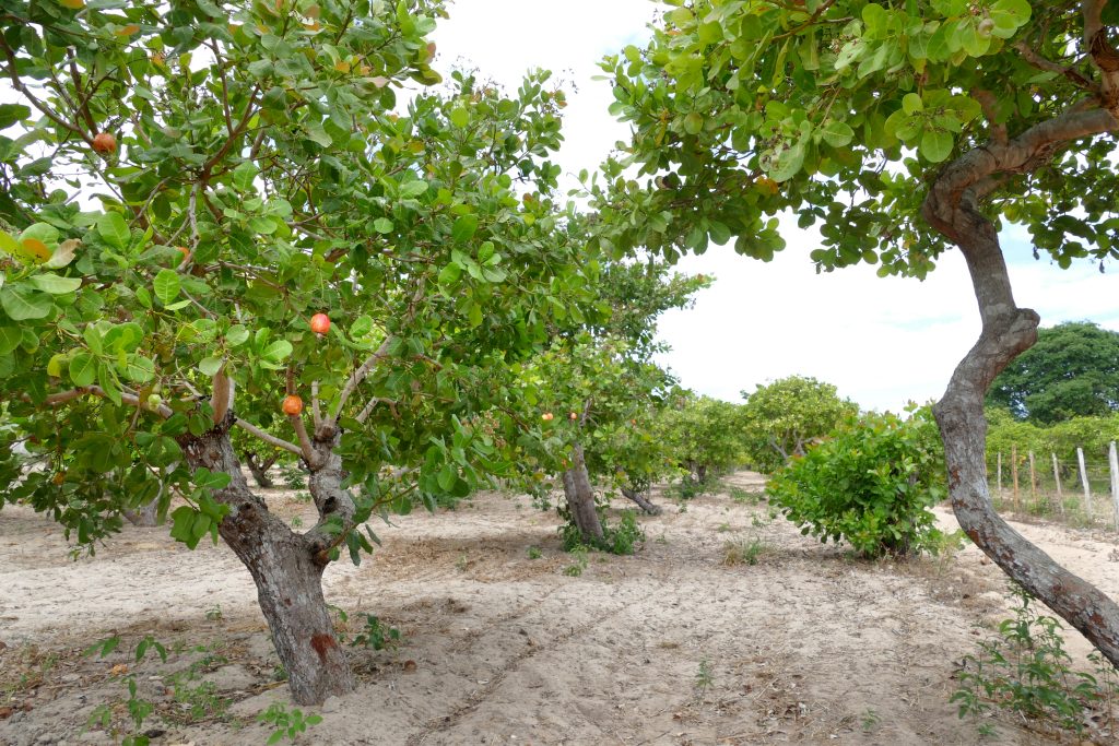 Cashewbäume in Brasilien - vegane Landwirtschaft - Agroforstwirtschaft