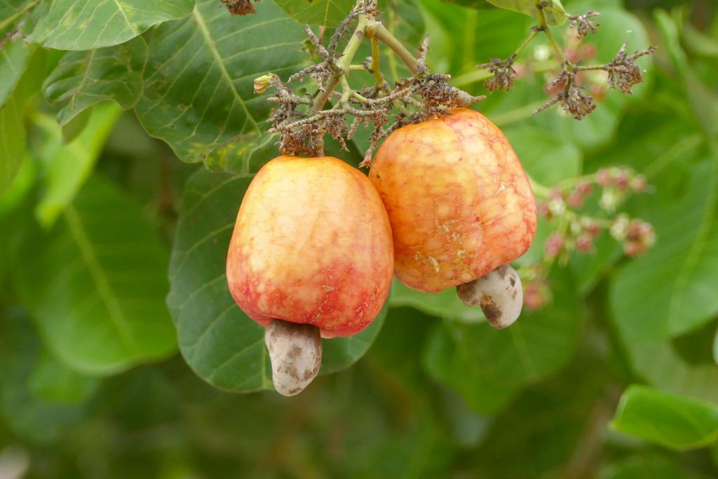 Reife Cashew-Äpfel am Baum mit Cashewkernen an der Spitze