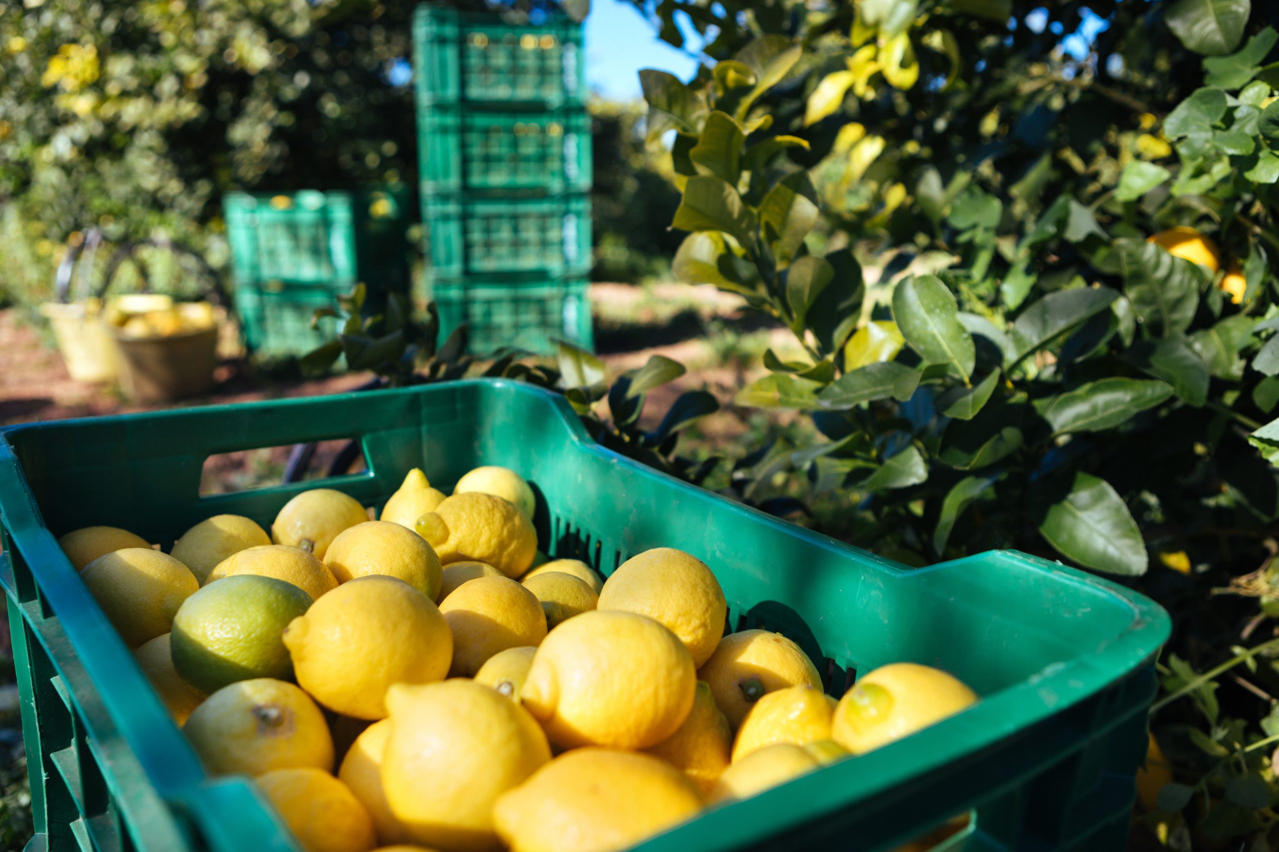  Zitronen aus Spanien oder Portugal direkt nach Hause bestellen per Paket
