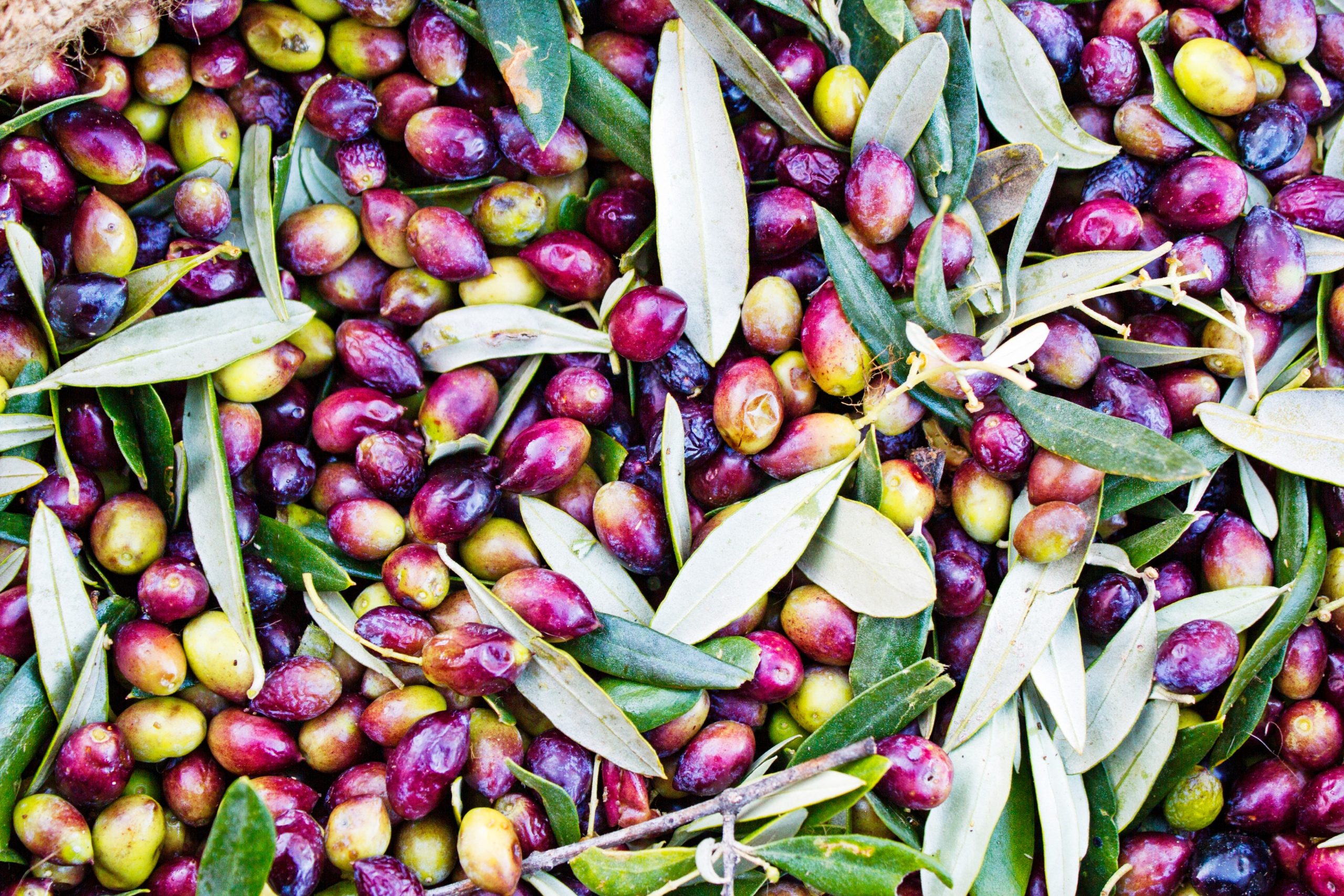 Koroneiki Oliven während Ernte in Griechenland